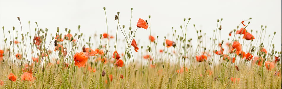 photo d&#39;un champ de coquelicot